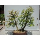 Super Seeds Bonais Fit Seeds Bald Cypress 30 Pcs