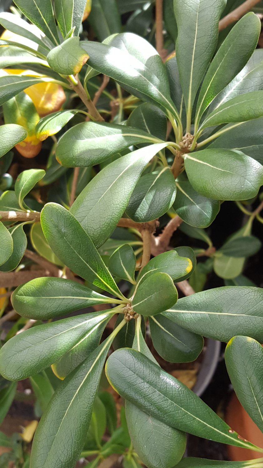 Super Seeds Bordura Hedge Pittosporum Tobira 35 Pcs