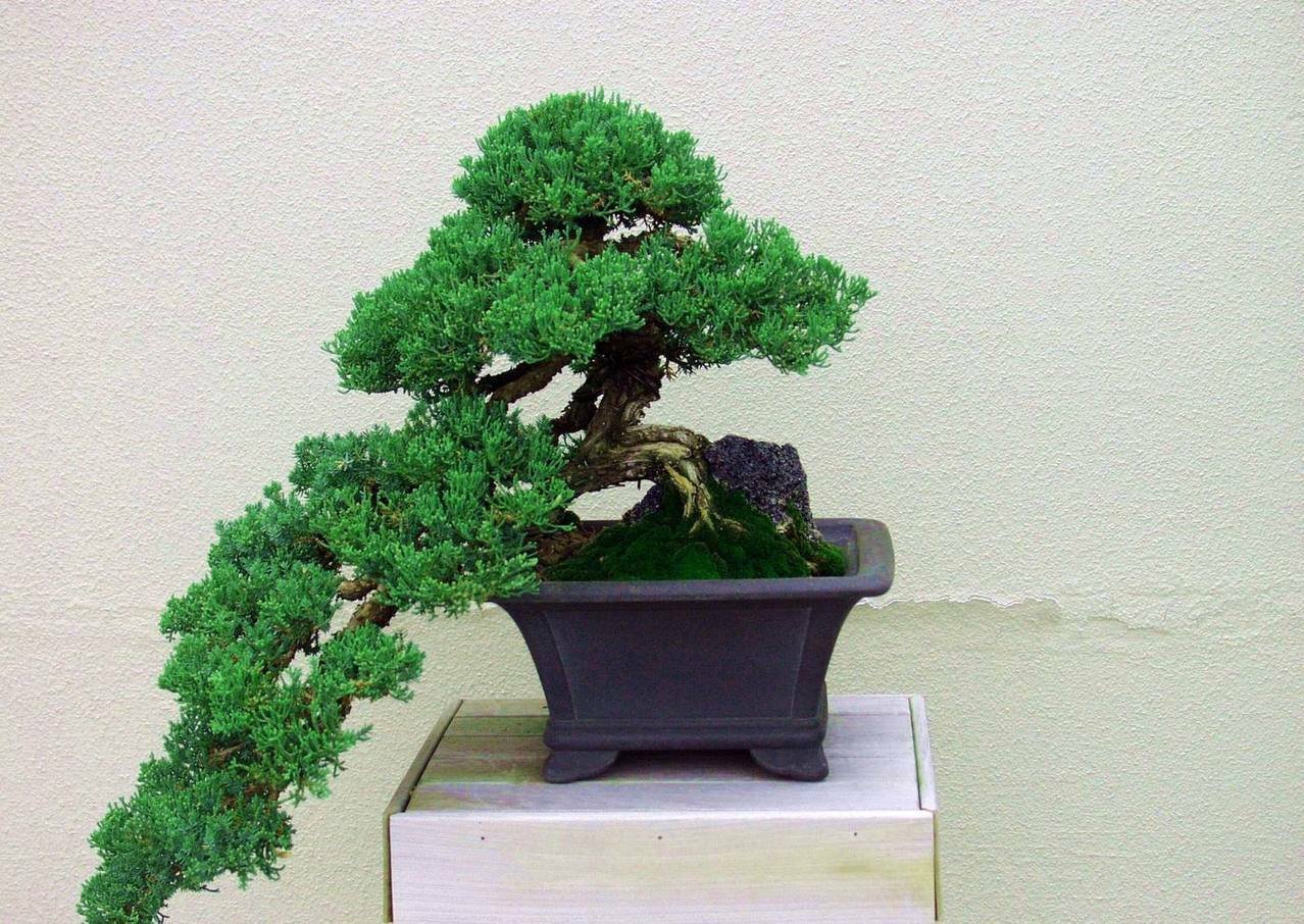Super Seeds Chinese Juniper Sabina Juniperus Chinensis 50 Pcs
