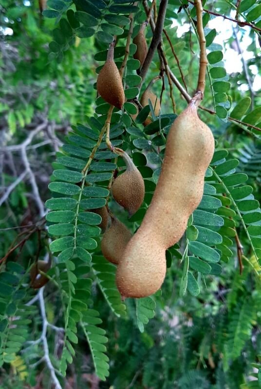 Super Seeds Edible Sweet Fruit Tamarindus Indica Tamarind 10 Pcs
