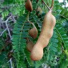 Super Seeds Edible Sweet Fruit Tamarindus Indica Tamarind 10 Pcs