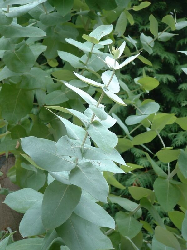 Super Seeds Eucalyptus Citriodora Eucalyptus Lemon Lemon Smell Leaves 40 Pcs