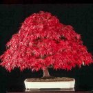 Super Seeds Amur Maple Bonsai 20 Pcs