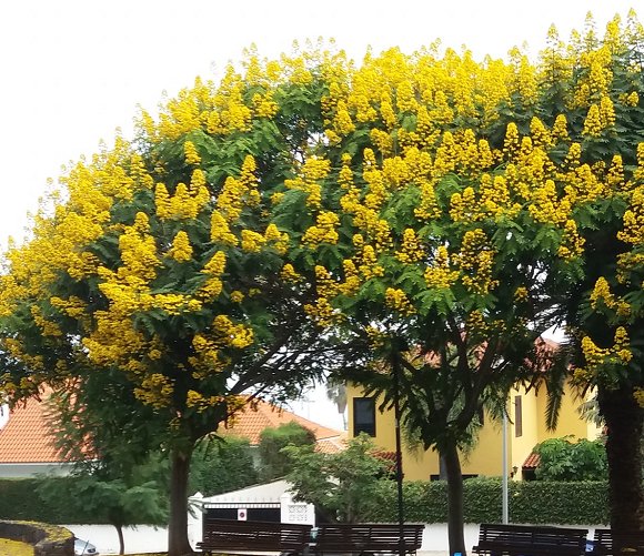Super Seeds Candelabra Tree Senna Alata Cassia 10 Pcs