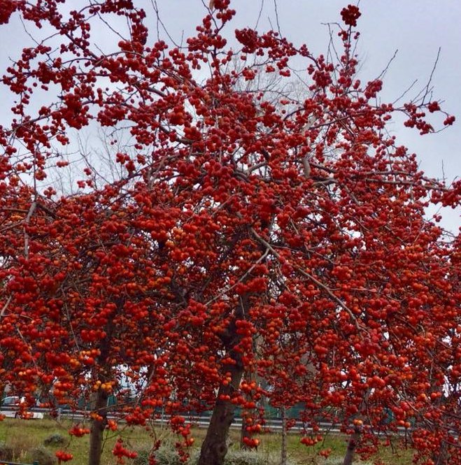 Super Seeds Suitable For Bonsai Malus Baccata Apple Tree Of Siberia 25 Pcs