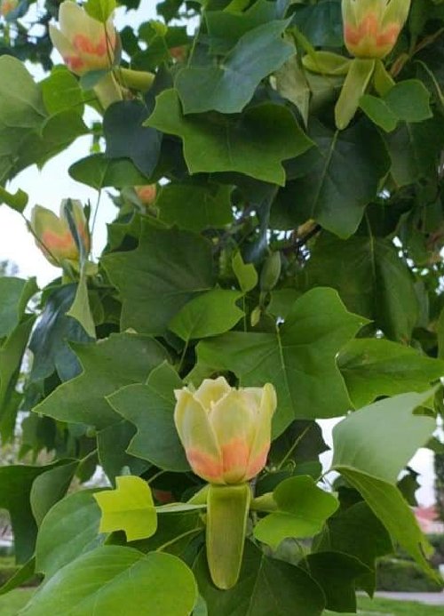Super Seeds Tulip Tree Tulip Tree Liriodendron Tulipifera 10 Pcs