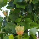 Super Seeds Tulip Tree Tulip Tree Liriodendron Tulipifera 10 Pcs