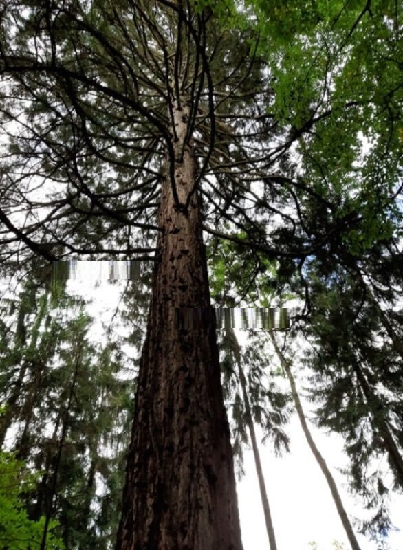 Super Seeds Sequoia Sempervirens Giant Sequoia World's Tallest Tree 10 Pcs