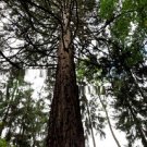 Super Seeds Sequoia Sempervirens Giant Sequoia World's Tallest Tree 10 Pcs