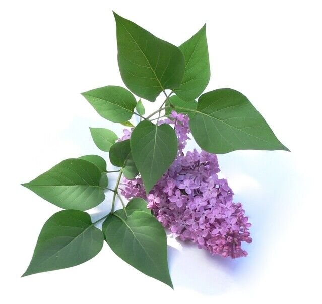 Super Seeds Lilo Lilac Syringa Vulgaris Suitable Bonsai 200 Pcs
