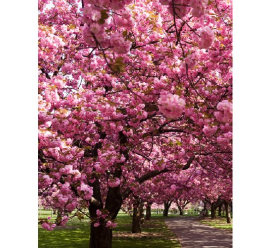 Super Seeds Tabebuia Rosea Pink Guayacan Lapacho 50 Pcs