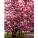 Super Seeds Tabebuia Rosea Pink Guayacan Lapacho 50 Pcs