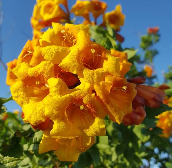 Super Seeds Tecoma Alata Bignonia Orange Spectacular Flowering 30 Pcs