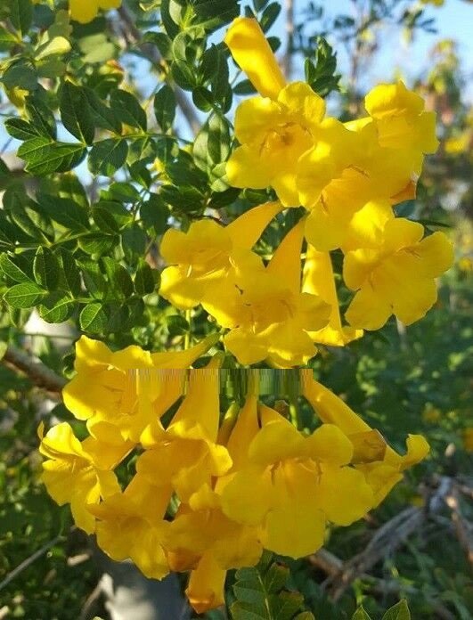 Super Seeds Yellow Bignonia Tecoma Stans Spectacular Bloom 20 Pcs