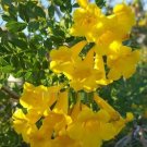 Super Seeds Yellow Bignonia Tecoma Stans Spectacular Bloom 20 Pcs