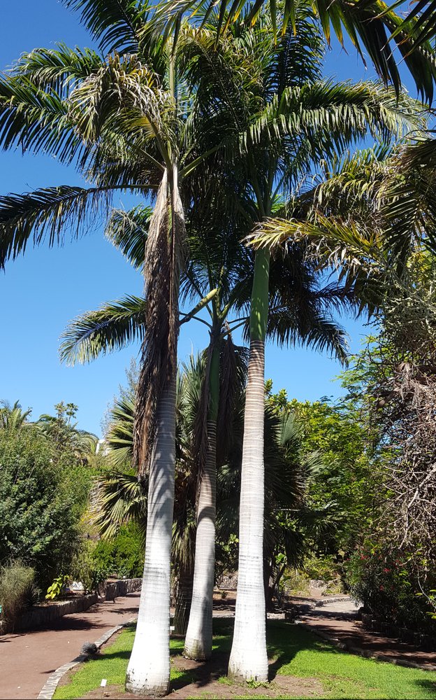 Super Seeds Cuban Royal Palm Roystonea Regia 15 Pcs
