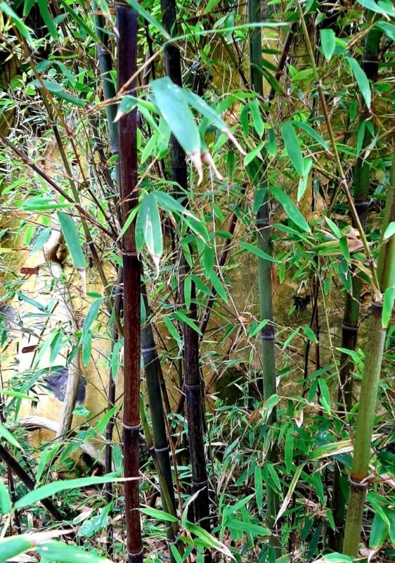 Super Seeds Phyllostachys Nigra Black Bamboo Moso Black 20 Pcs