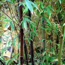 Super Seeds Phyllostachys Nigra Black Bamboo Moso Black 20 Pcs