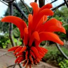 Super Seeds Coral Tree For Jewelry Ceibo Erythrina Caffra 10 Pcs