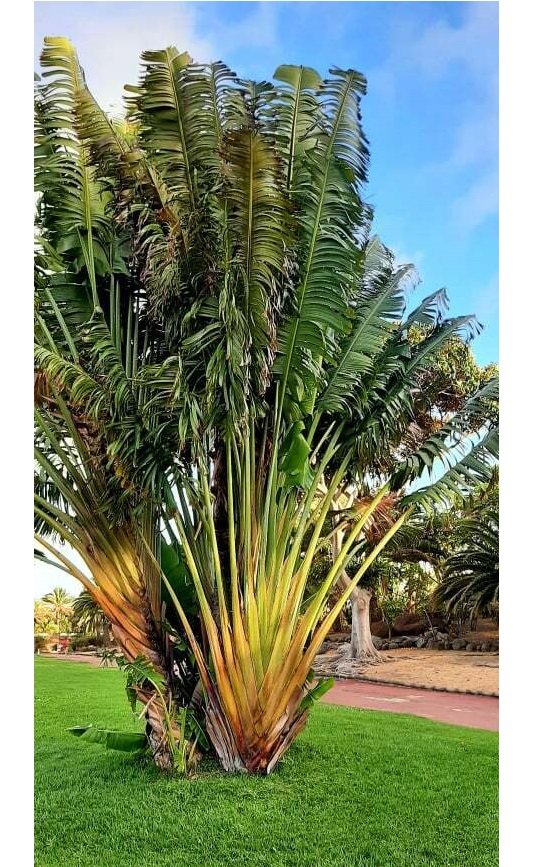 Super Seeds Ravenala Madagascariensis Traveler's Tree 11 Pcs