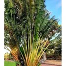 Super Seeds Ravenala Madagascariensis Traveler's Tree 11 Pcs