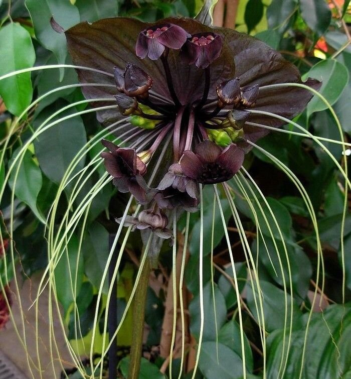 Super Seeds Black Bat Flower Tacca Chantrieri 10 Pcs