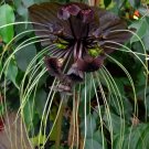 Super Seeds Black Bat Flower Tacca Chantrieri 10 Pcs