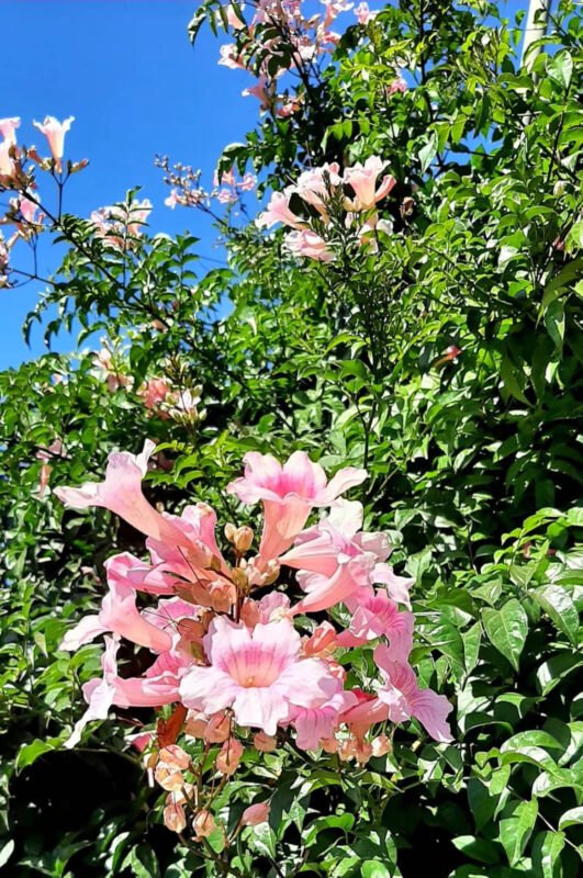 Super Seeds Podranea Ricasoliana Pink Bignonia Pink Flowers 25 Pcs