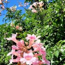 Super Seeds Podranea Ricasoliana Pink Bignonia Pink Flowers 25 Pcs
