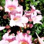 Super Seeds Podranea Ricasoliana Pink Bignonia Pink Flowers 25 Pcs