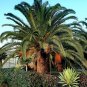 Super Seeds Canary Palm Phoenix Canariensis 12 Pcs