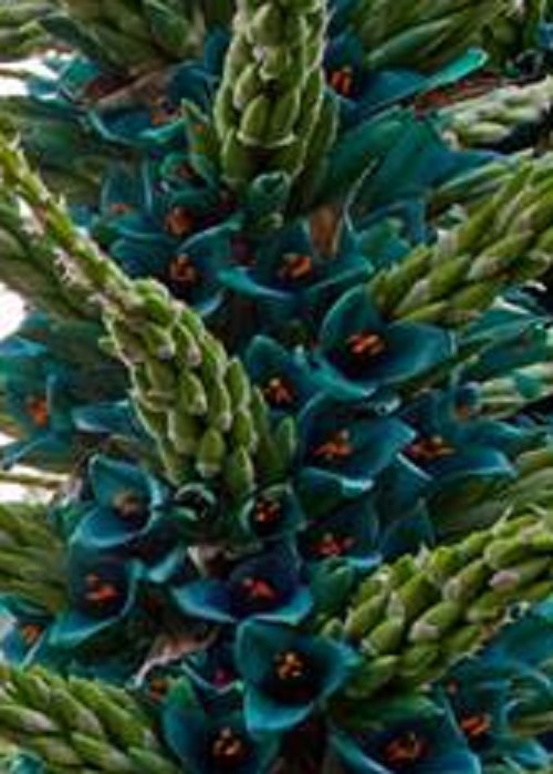 Super Seeds Incredible Flowers Puya Berteroniana 20 Pcs
