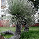 Super Seeds Spectacular Plant Dasylirion Cedrosanum 10 Pcs