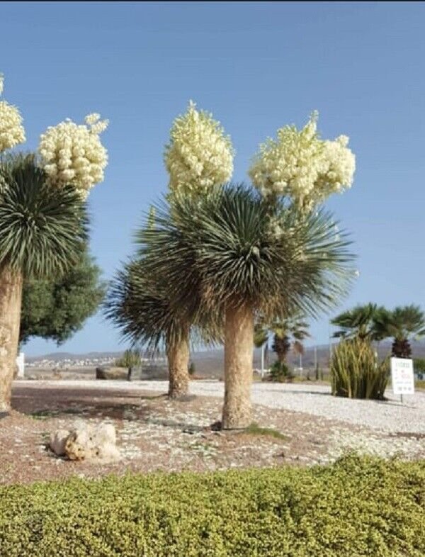 Super Seeds Spectacular Bloom Yucca Elata 10 Pcs