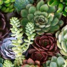 Super Seeds Sempervivum Mix Seeds Many Different Shapes And Colors 50 Pcs