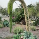 Super Seeds Agave Attenuata Gooseneck Flower Succulent 20 Pcs
