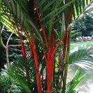 Super Seeds Red Stem Palm Rends Dyrtostachys 8 Pcs