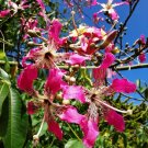 Super Seeds Ceiba Speciosa Bottle Tree Pretty Flowers 10 Pcs Of Chorisia Speciosa