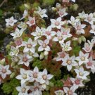 Super Seeds Cat Grape Very Pretty White Flowers For Garden 100 Pcs Of Sedum Album