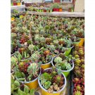 Super Seeds Many Different Shapes And Colors Sedum Blend 300 Pcs