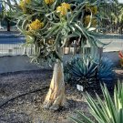 Super Seeds Aloe Barberae Aloe Tree Succulent Plant 5 Pcs