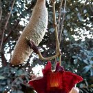 Super Seeds Sausage Tree Kigelia 10 Pcs
