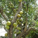 Super Seeds Arbol De Las Calabazas Growing 25 Pcs