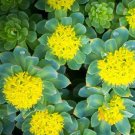 Super Seeds Roseroot Buttercup Seeds Rose Gold Root Sedum Rhodiola Rosea Yellow 25 Pcs