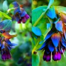 Super Seeds Gibraltar Pride Pride Blue Shrimp Cerinthe Major Precious 50 Pcs