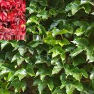 Super Seeds Parthenocissus Tricuspidata Vine Virgin Vine 500 Pcs