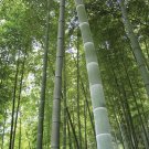 Super Seeds Giant Black Tree Phyllostachys Pubescens 150 Pcs