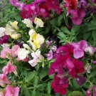 Super Seeds Antirrhinum Majus Antirrhinum Mouth Dragon Bunnies 4100 Pcs