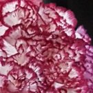Super Seeds Carnation Giant Fluted Improved 85 Pcs