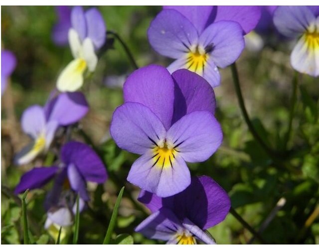 Super Seeds Pensamientotricolor 150 Pcs Plant With a Herbaceous And Creeping Stem